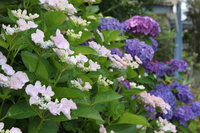 紫陽花が咲いてます 野花のように